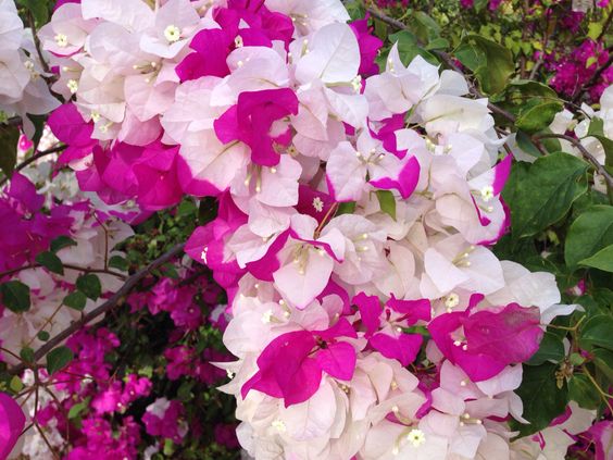 🪴💐Gartenpracht: Bunte Bougainvillea-Samen🌿