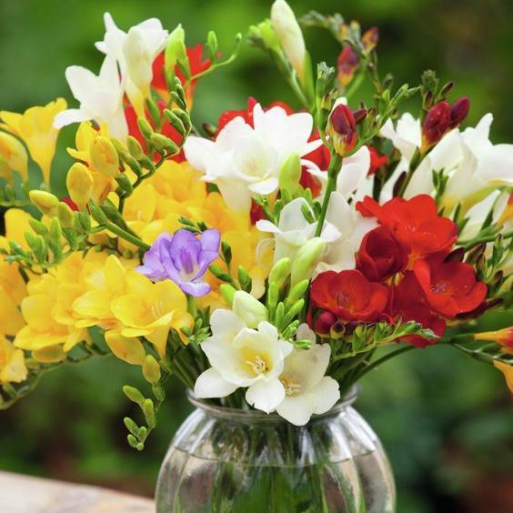 Vanilla Planifolia Bulb