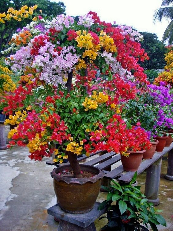 🪴💐Gartenpracht: Bunte Bougainvillea-Samen🌿