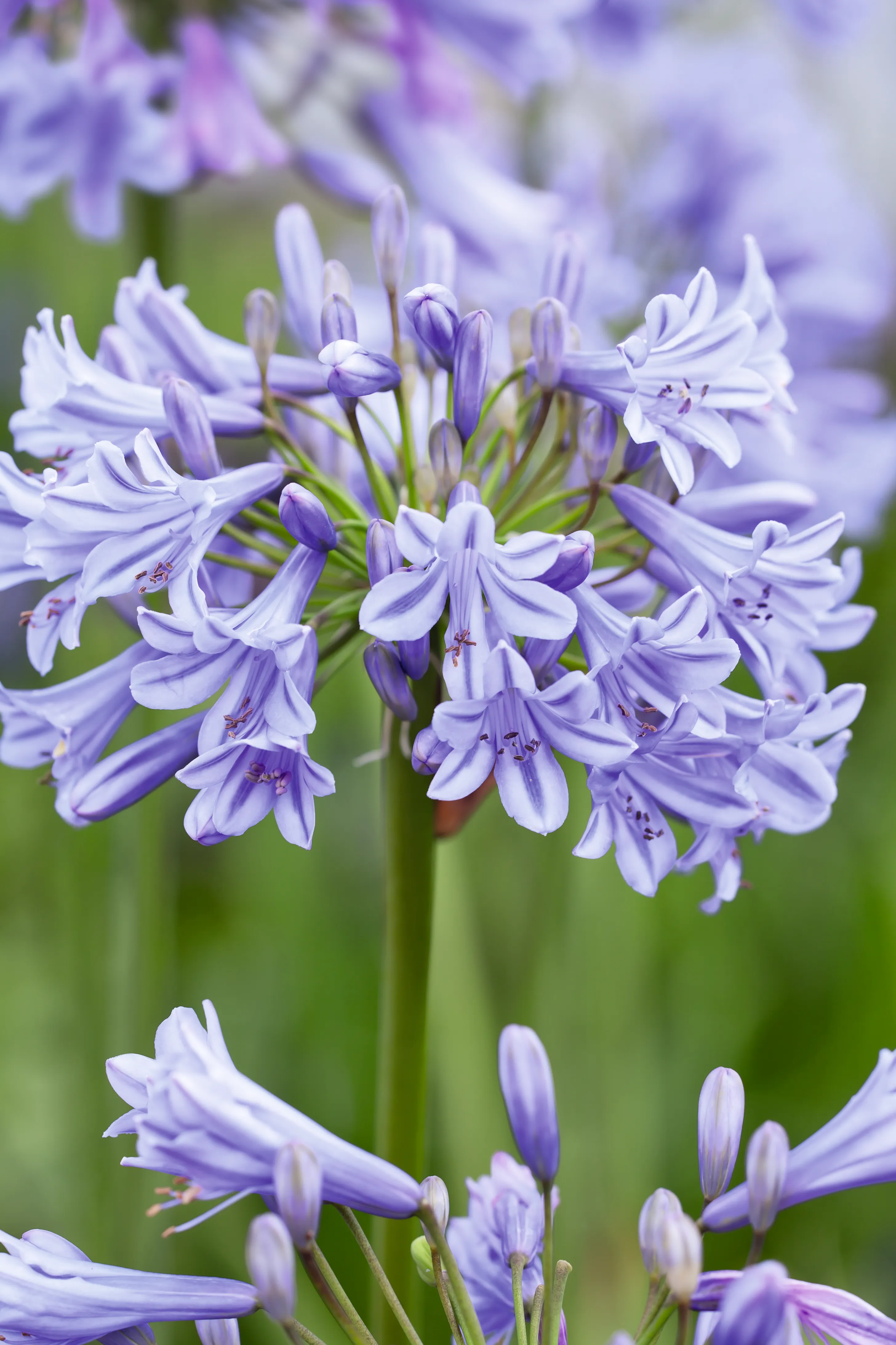 Agapanthus africanus 'Glenavon'