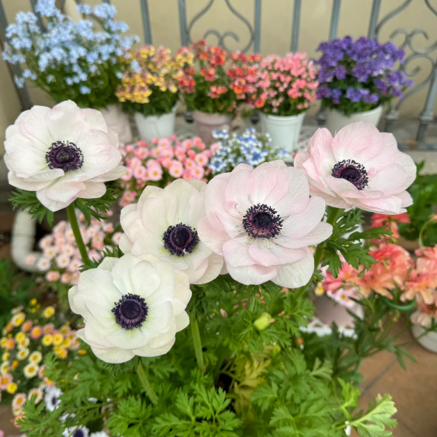 🌸 Double Anemone Seeds — Add Resilient Elegance to Your Garden!