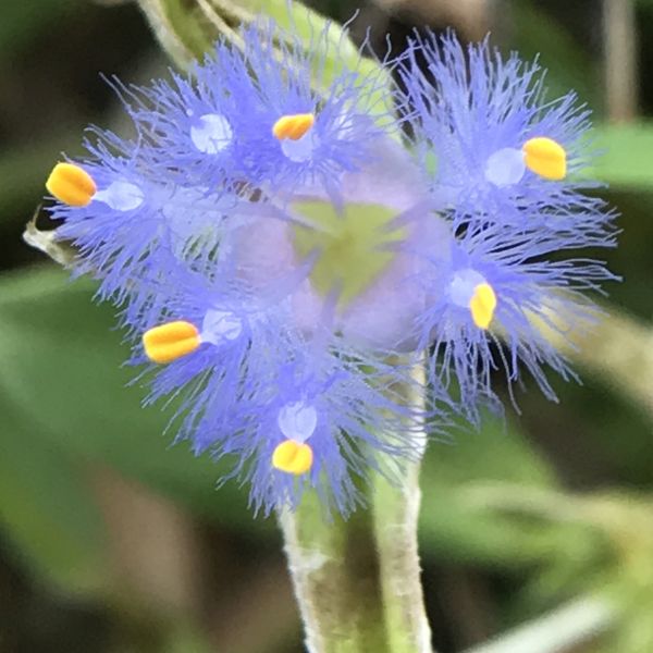 Cyanotis-Purple Blue Perennial Plants Flowers