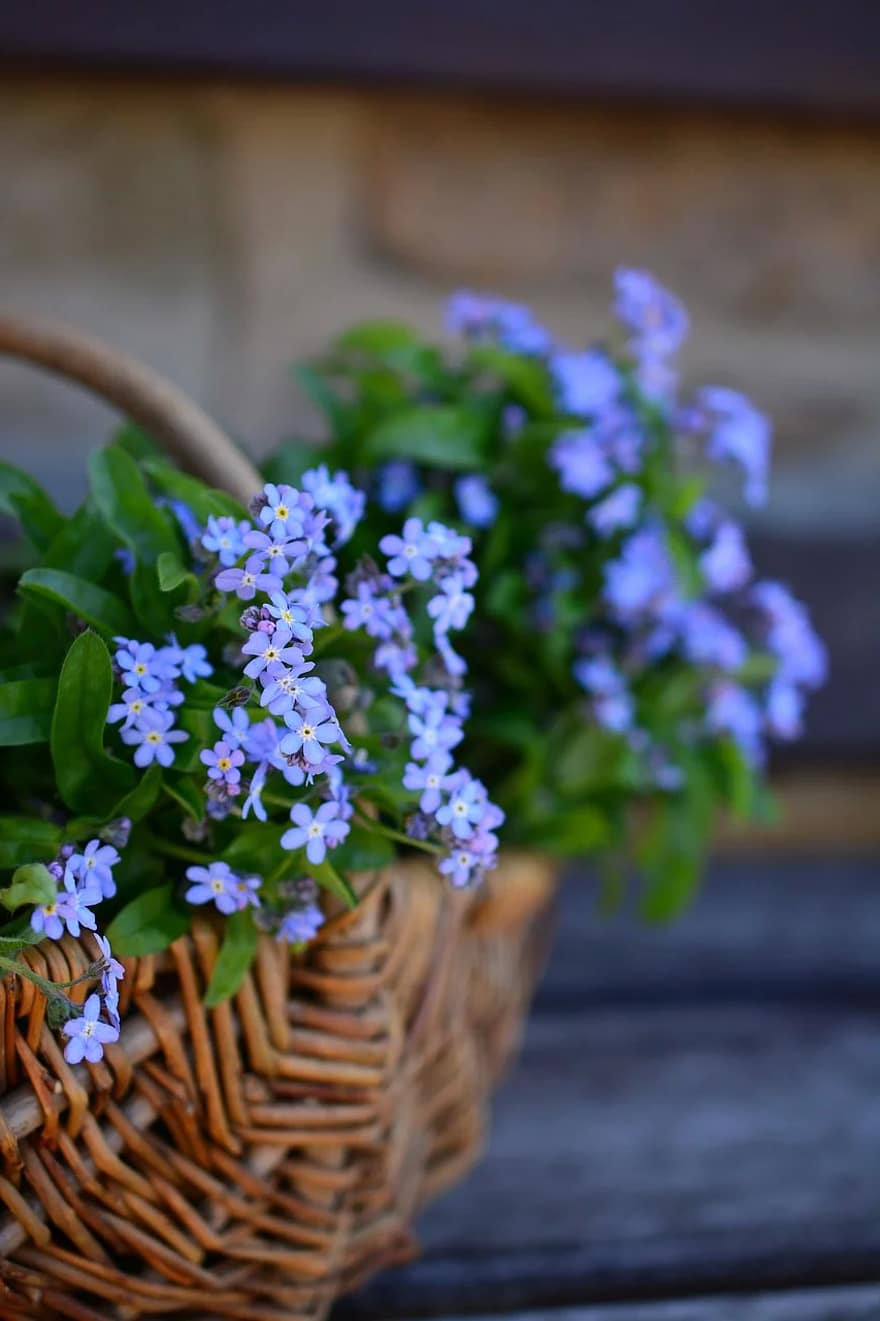 Alpine Forget Me Not Mixed Seeds - Myosotis alpestris - Biennial Flower Seeds - Organic Seeds