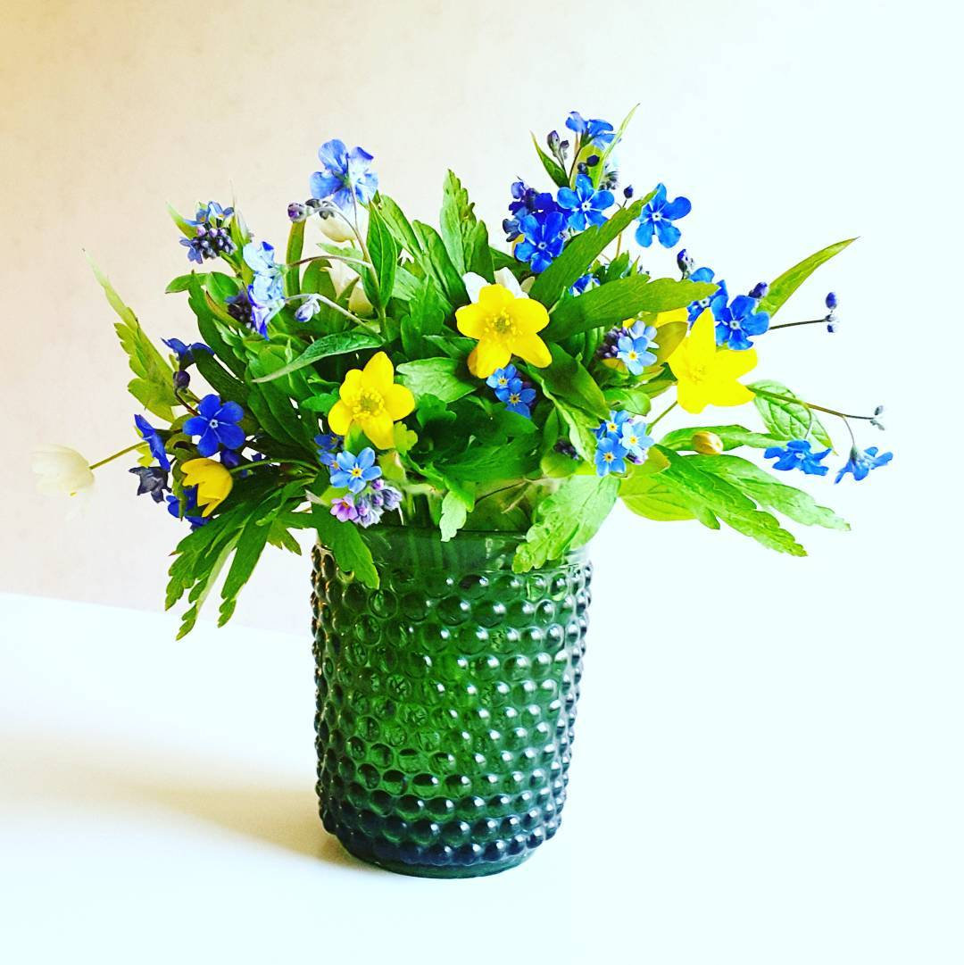 Alpine Forget Me Not Mixed Seeds - Myosotis alpestris - Biennial Flower Seeds - Organic Seeds