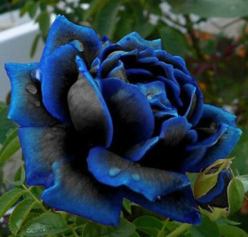Rare Black Blue Rose- Seeds