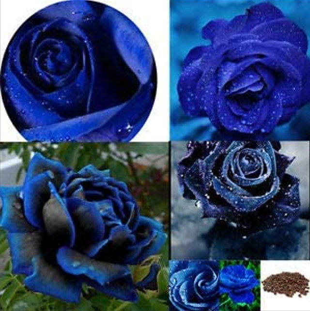 Rare Black Blue Rose- Seeds