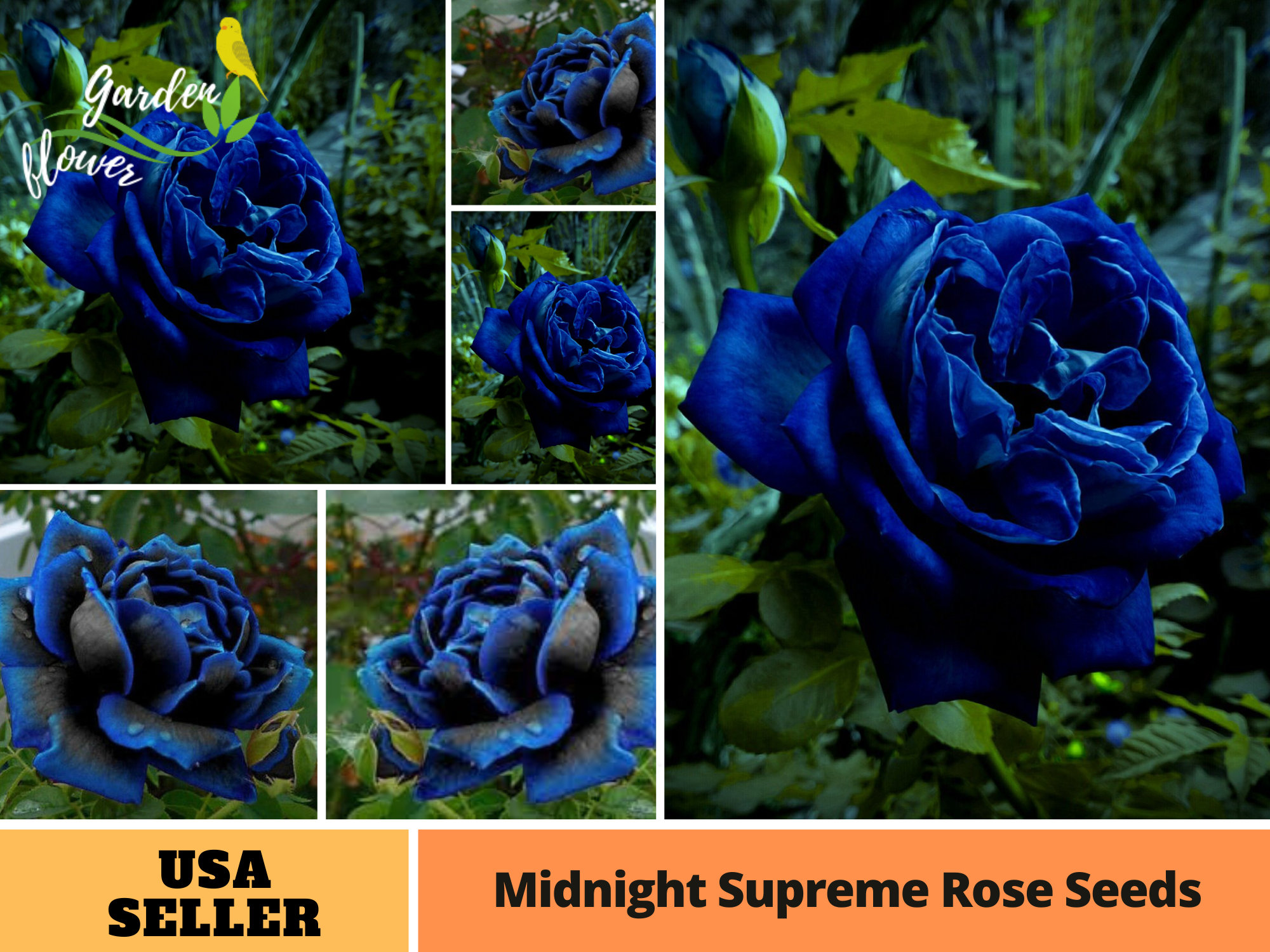 Rare Black Blue Rose- Seeds