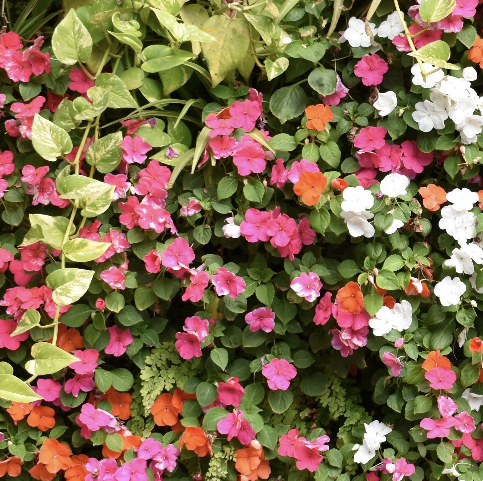 Sightseeing Mix Veronica Seeds