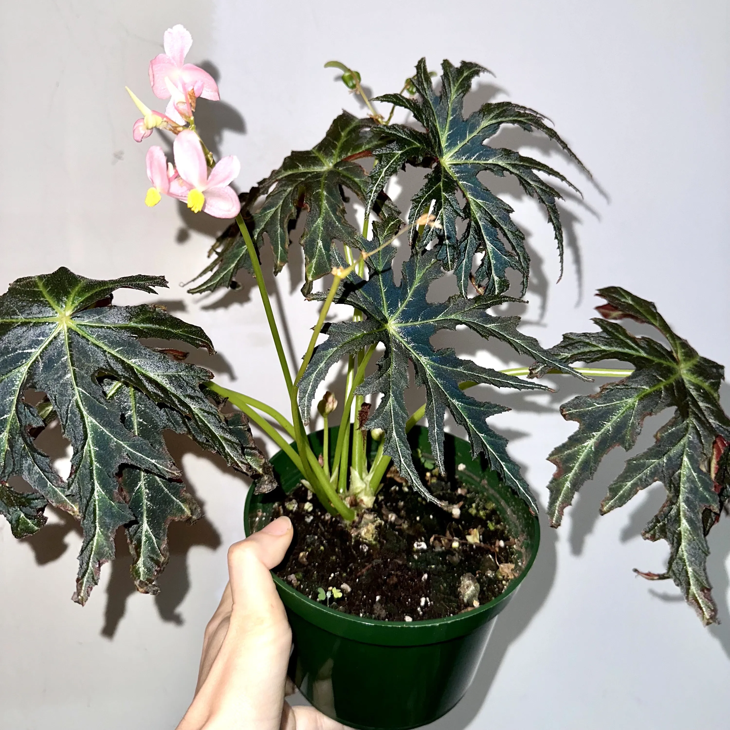 Peacock Begonia - Blue Aurora