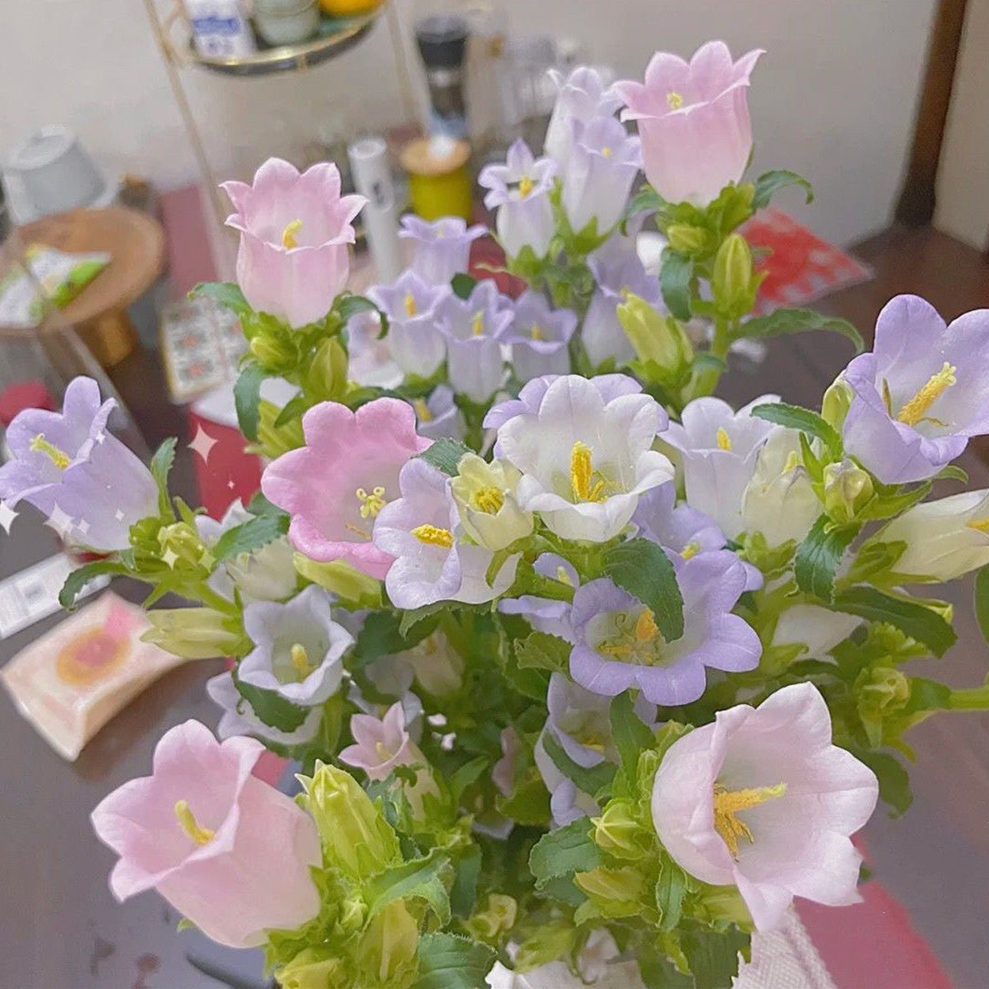 Campanula Seeds, Potted Campanula Seeds, Flower Seeds