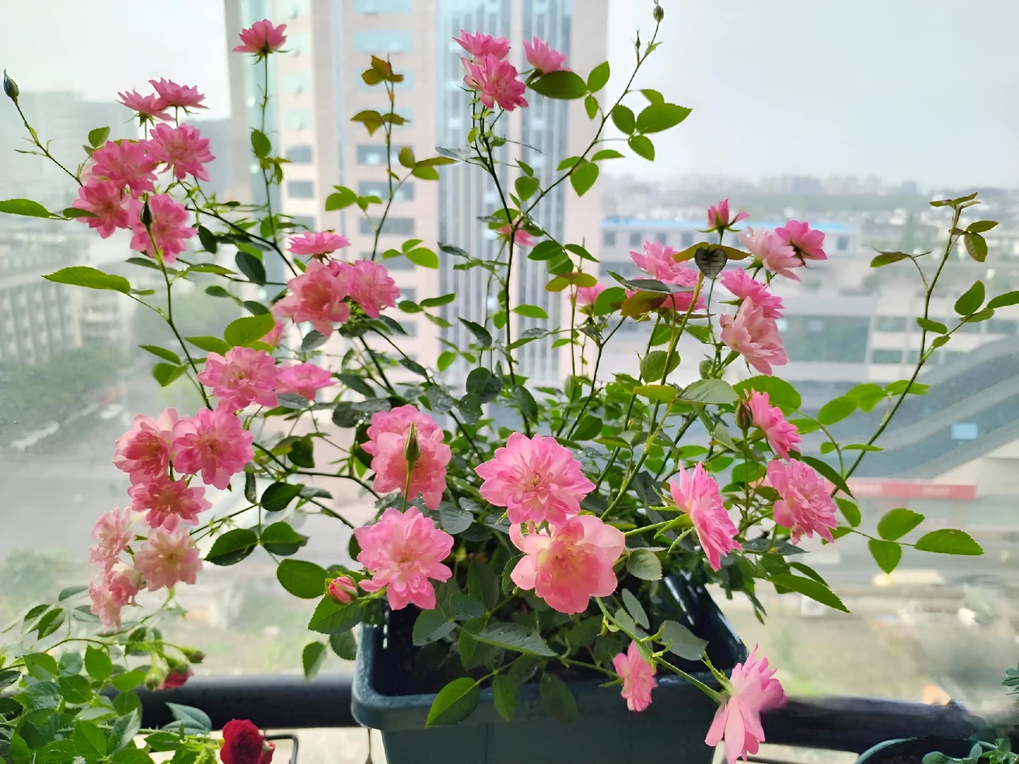 Rare Seeds| Lotus Star Rose Seeds-Perennial