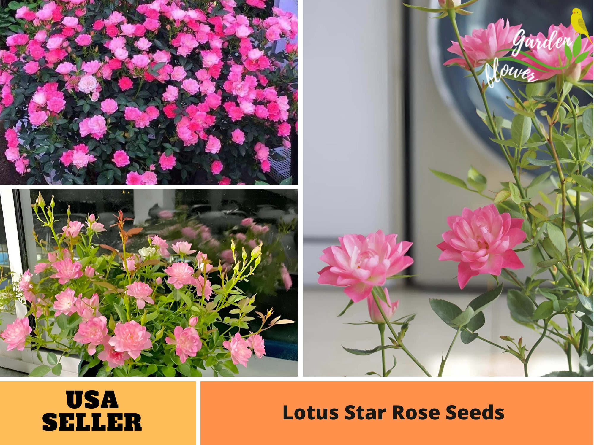 Rare Seeds| Lotus Star Rose Seeds-Perennial