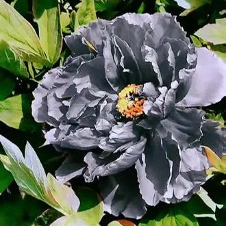 Black Beauty Peony Flower