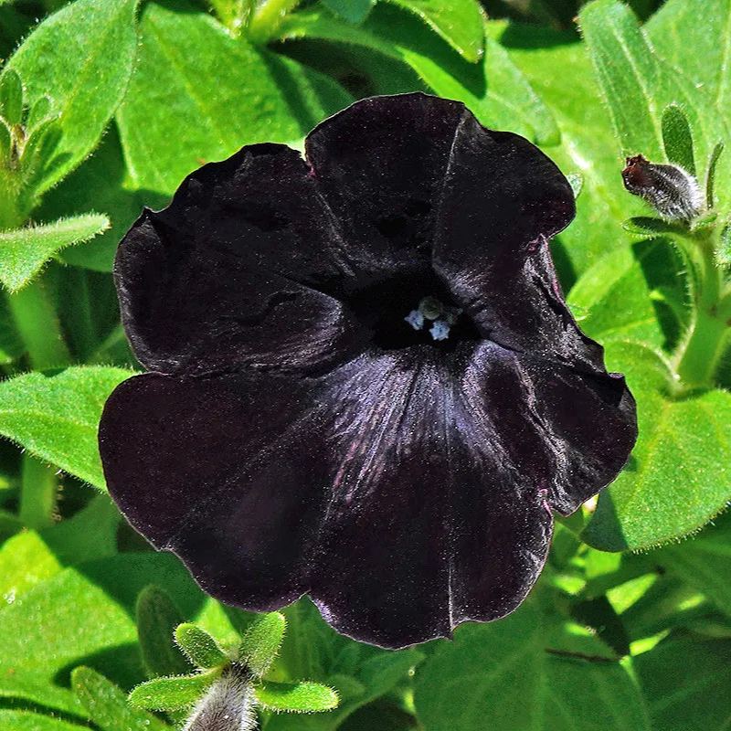Black Petunia Seeds