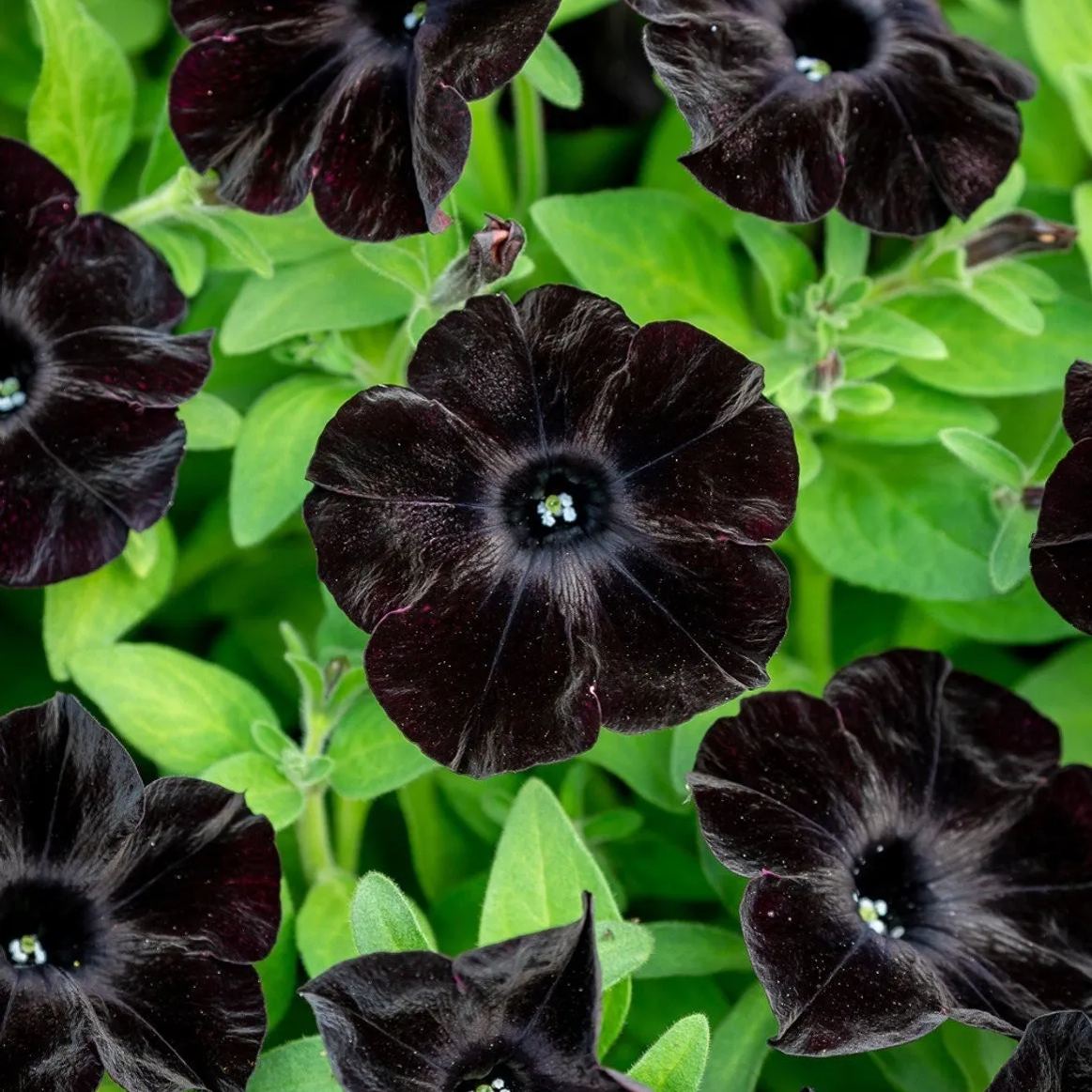 Black Petunia Seeds