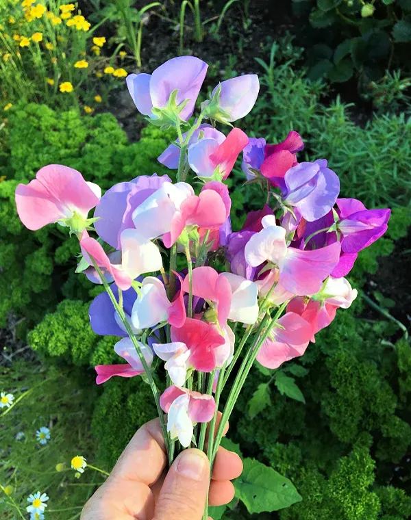 Sweet Pea 'Sweet Dreams' - Mixed Colors