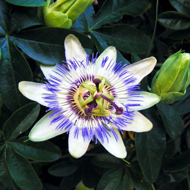 Blue Crown Passion Flower (Passiflora Caerulea) Seeds