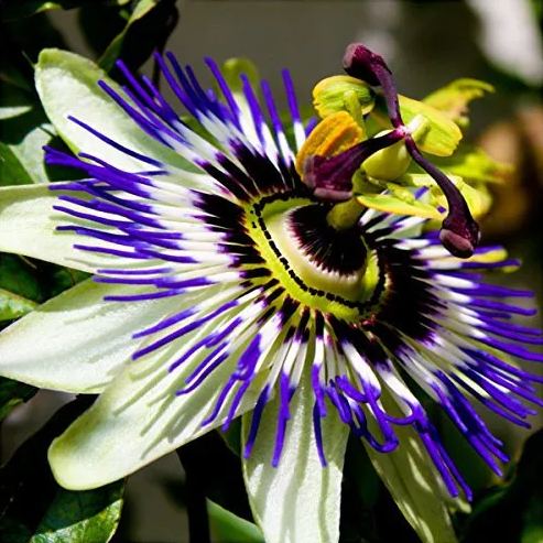 Blue Crown Passion Flower (Passiflora Caerulea) Seeds