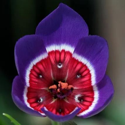 Geissorhiza radians