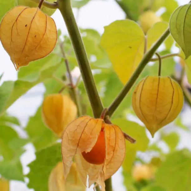 Physalis Peruviana Fruit-Lantern Fruit