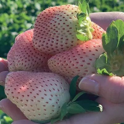 🍓White Strawberry Seeds