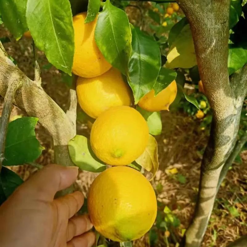 🍋Perfume Lemon Seeds