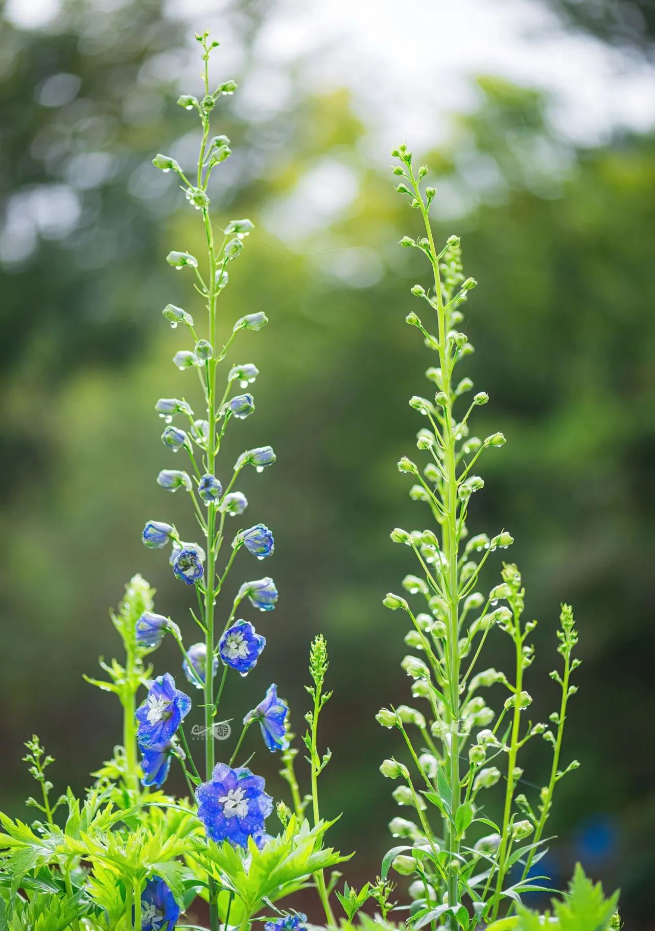 Delphinium Seeds-Mixed Color