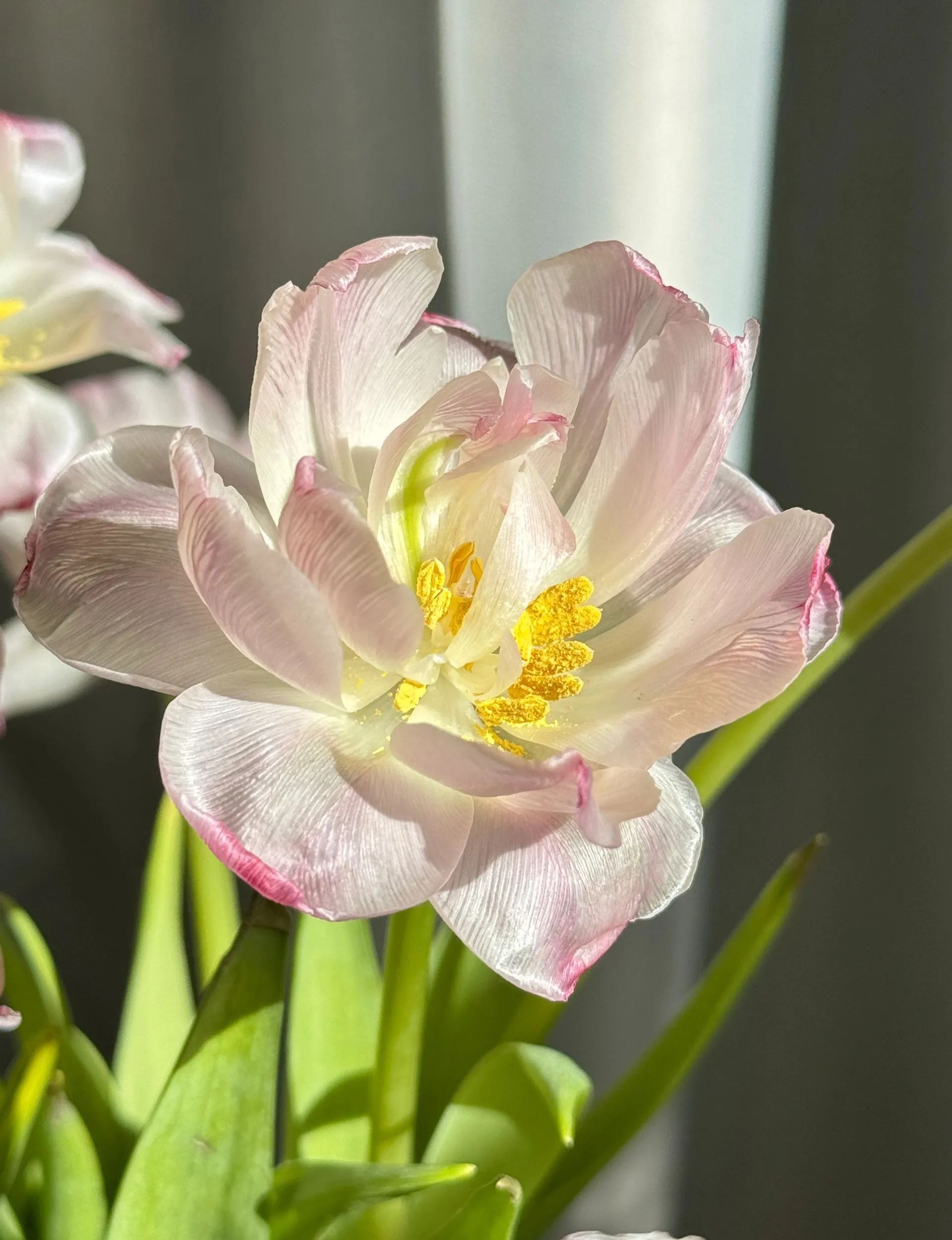 🌷 Strawberry Milkshake Tulip Seeds
