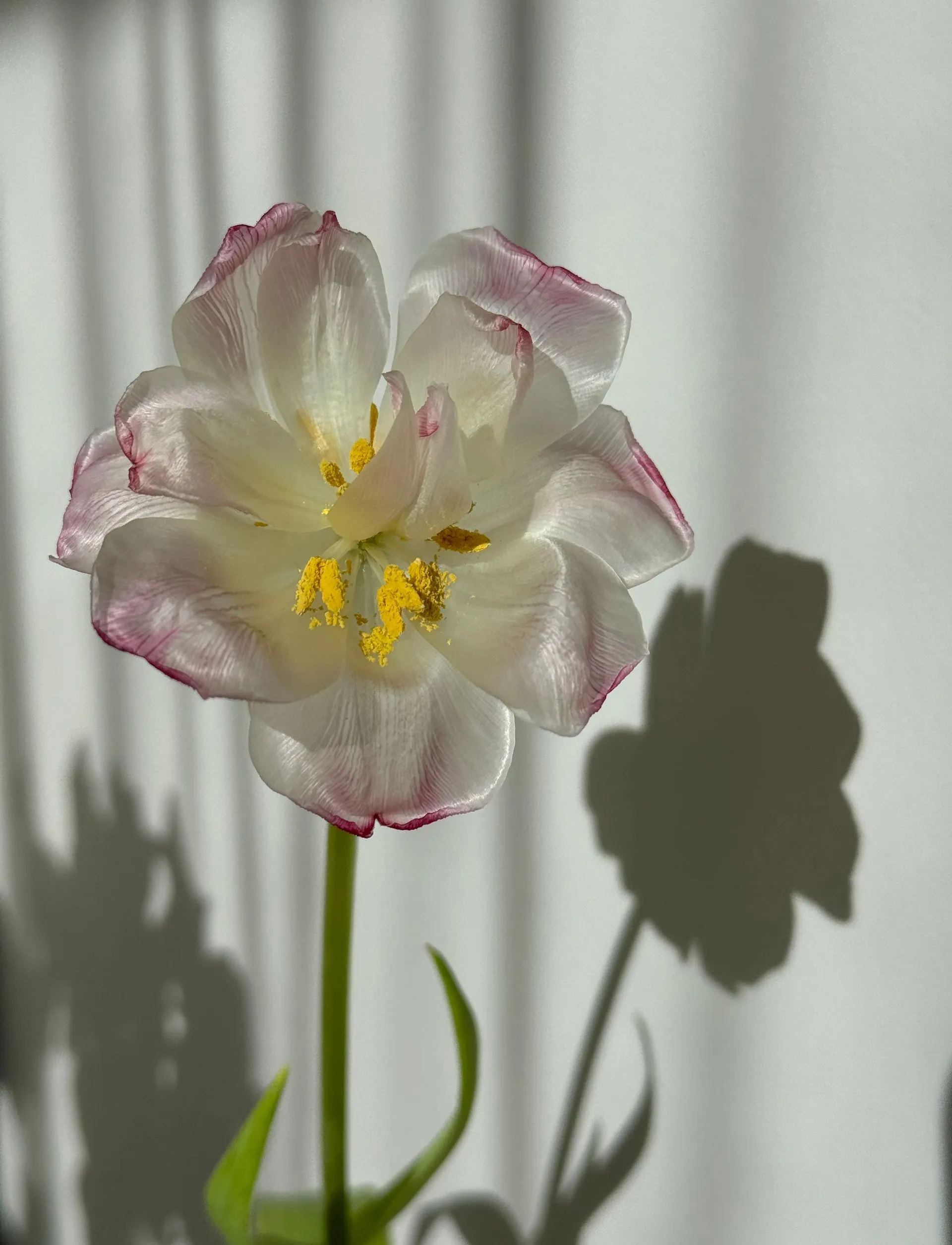 🌷 Strawberry Milkshake Tulip Seeds