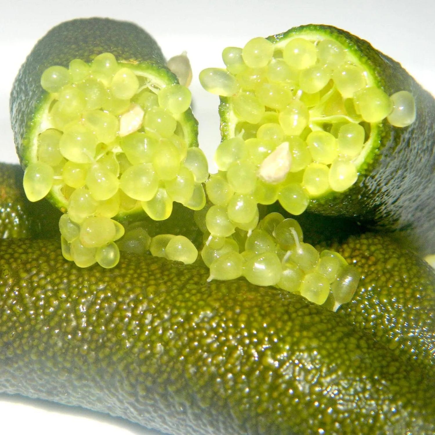 Finger Lime Seeds