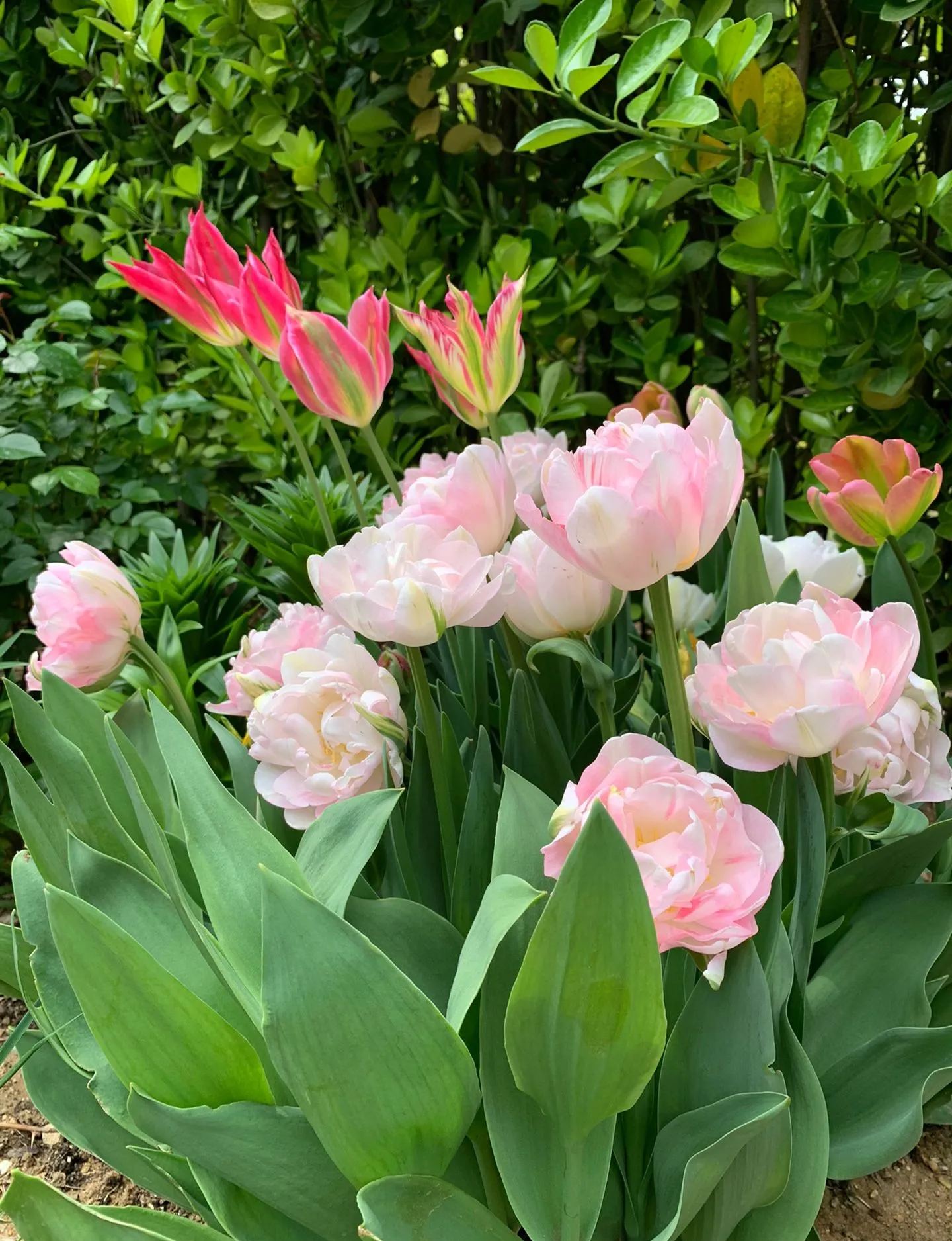 🌷 Strawberry Milkshake Tulip Seeds