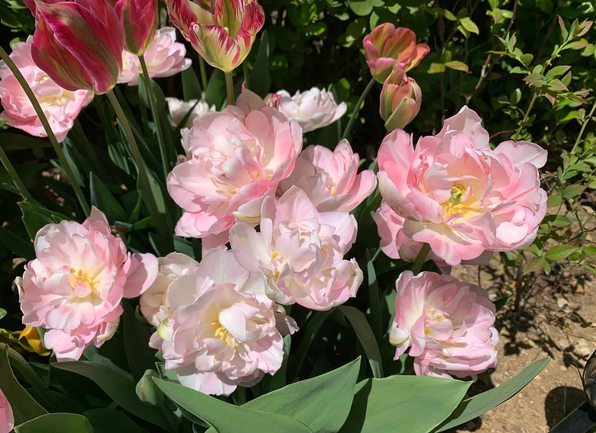 🌷 Strawberry Milkshake Tulip Seeds