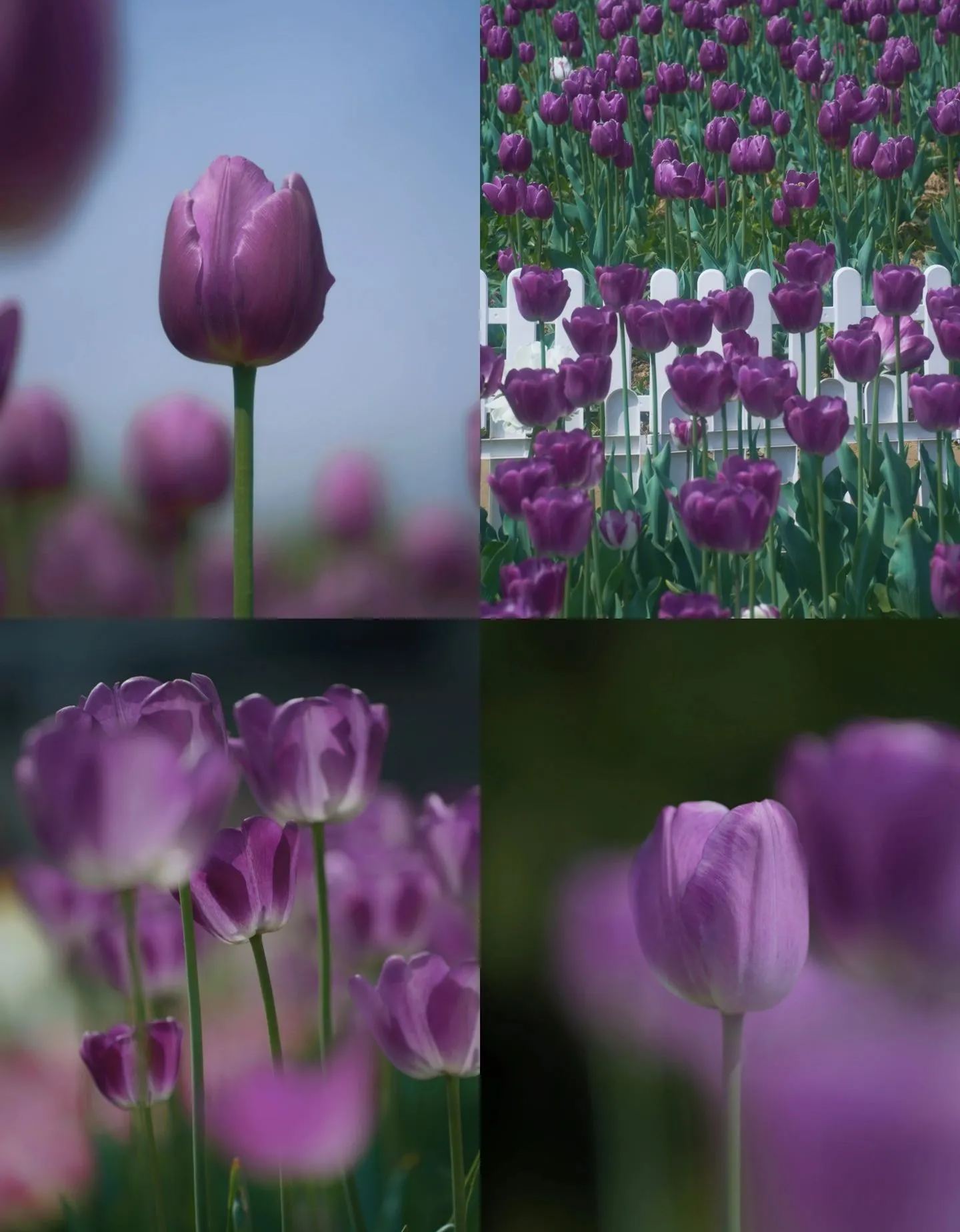Double Bloom Fluorescent Purple Tulip Seeds