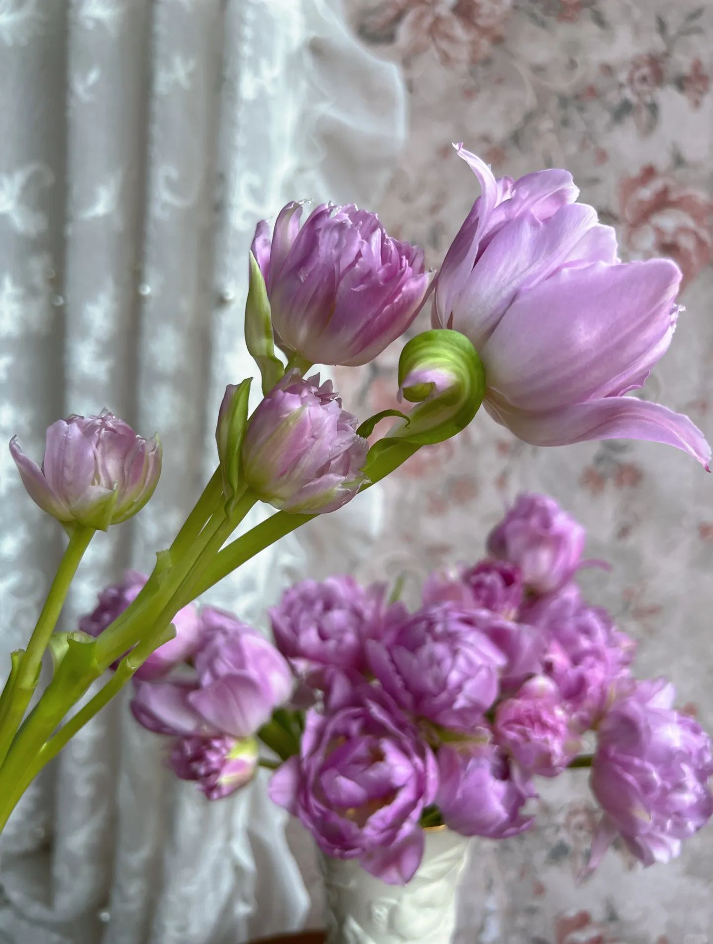 Double Bloom Fluorescent Purple Tulip Seeds