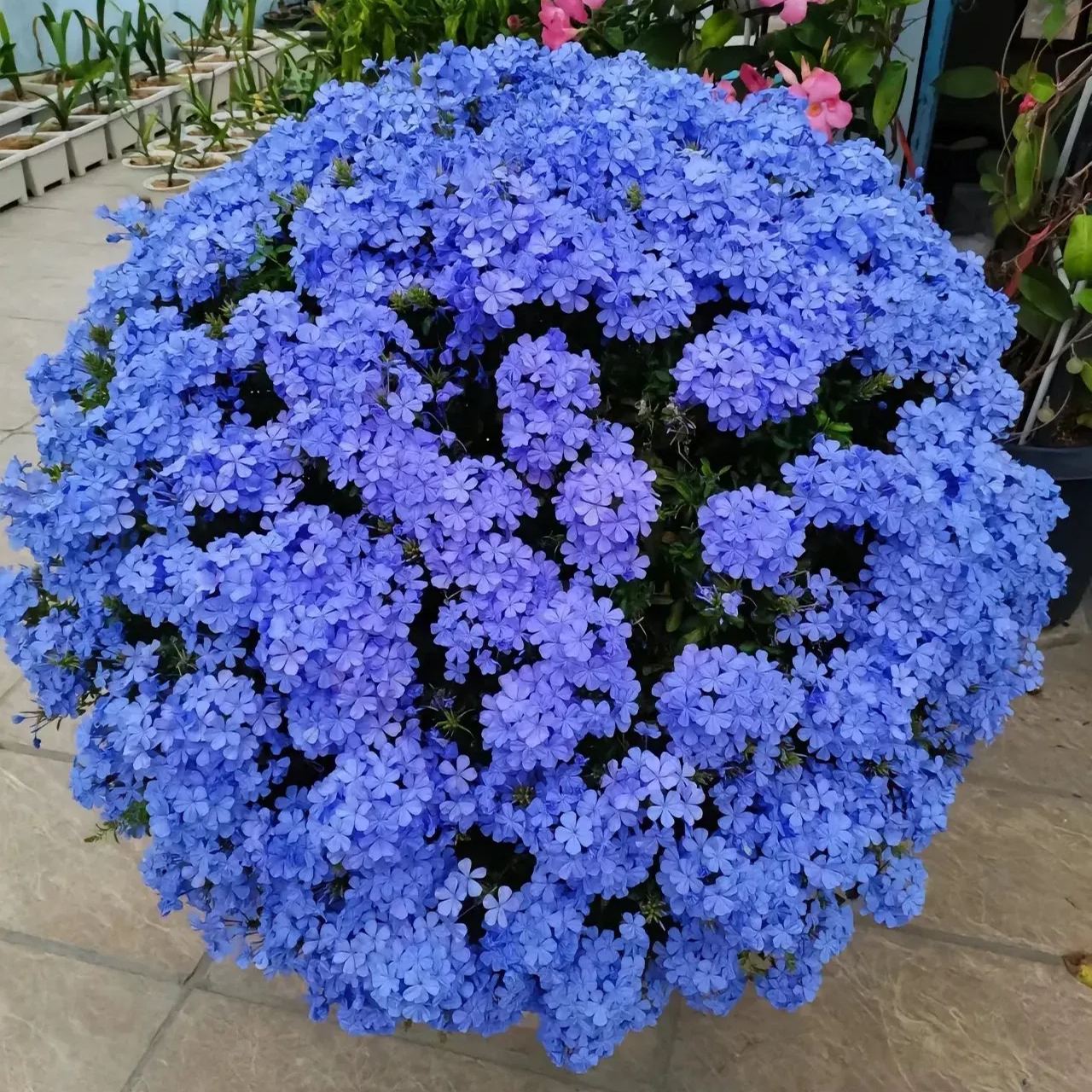 Blue Snow Flower Seeds