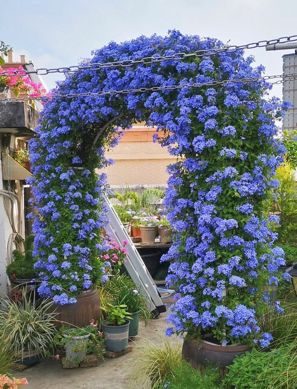 Blue Snow Flower Seeds