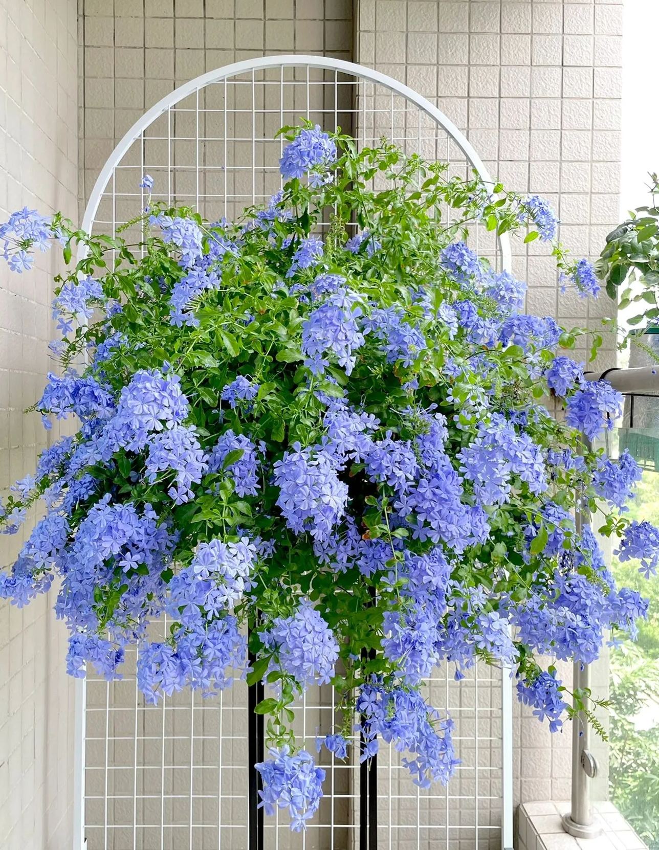 Blue Snow Flower Seeds