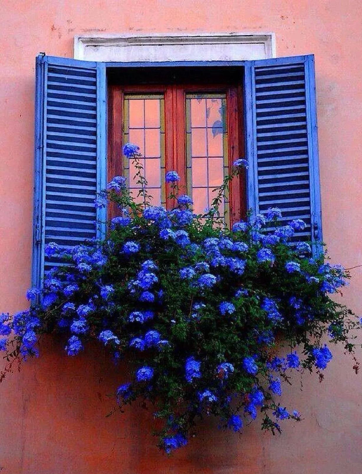 Blue Snow Flower Seeds