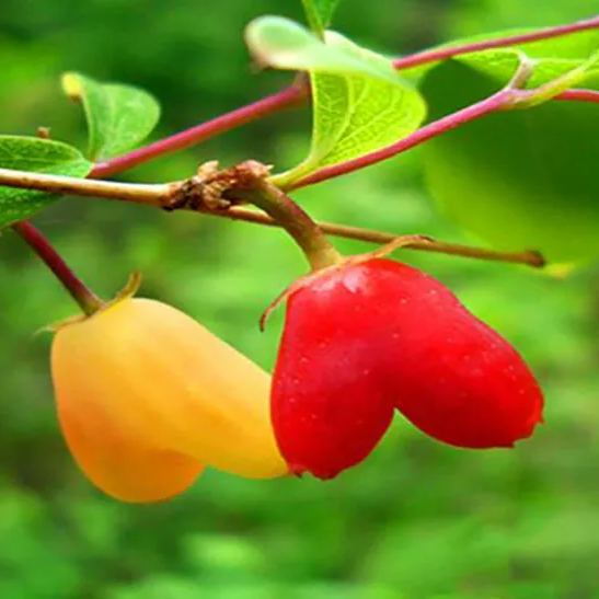 Choniccra standishii-Love Fruit Seeds