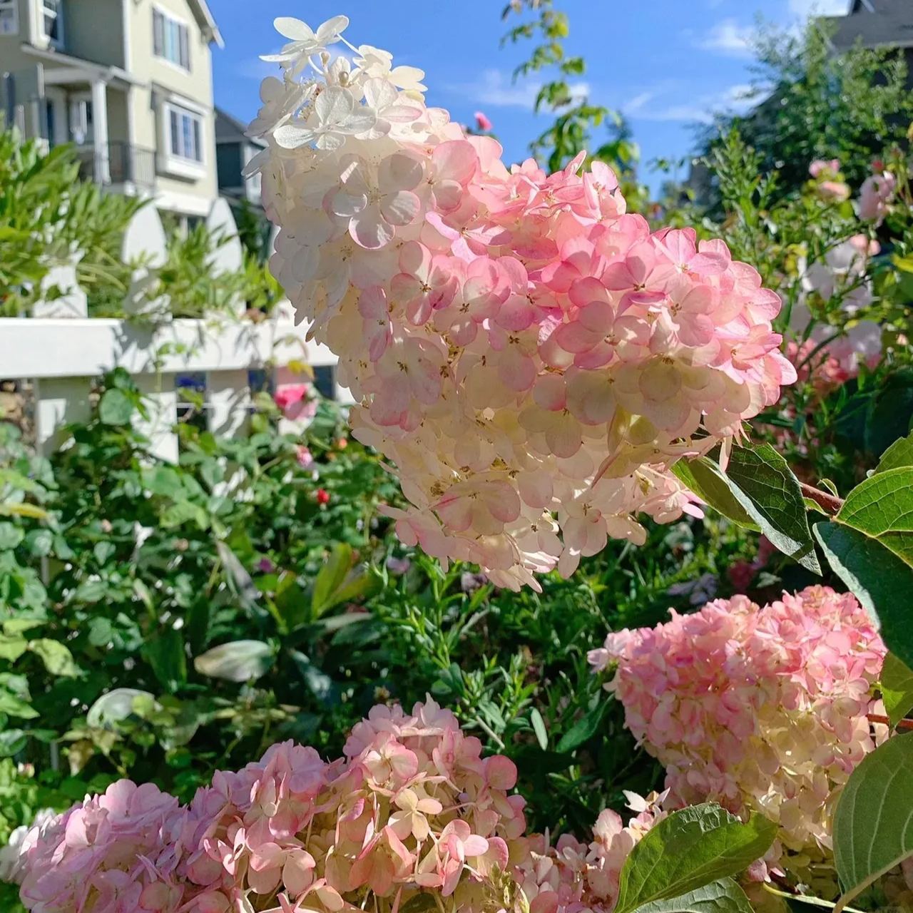 Cone Hydrangea Flowers Seeds Plants Home Garden Flower Seeds