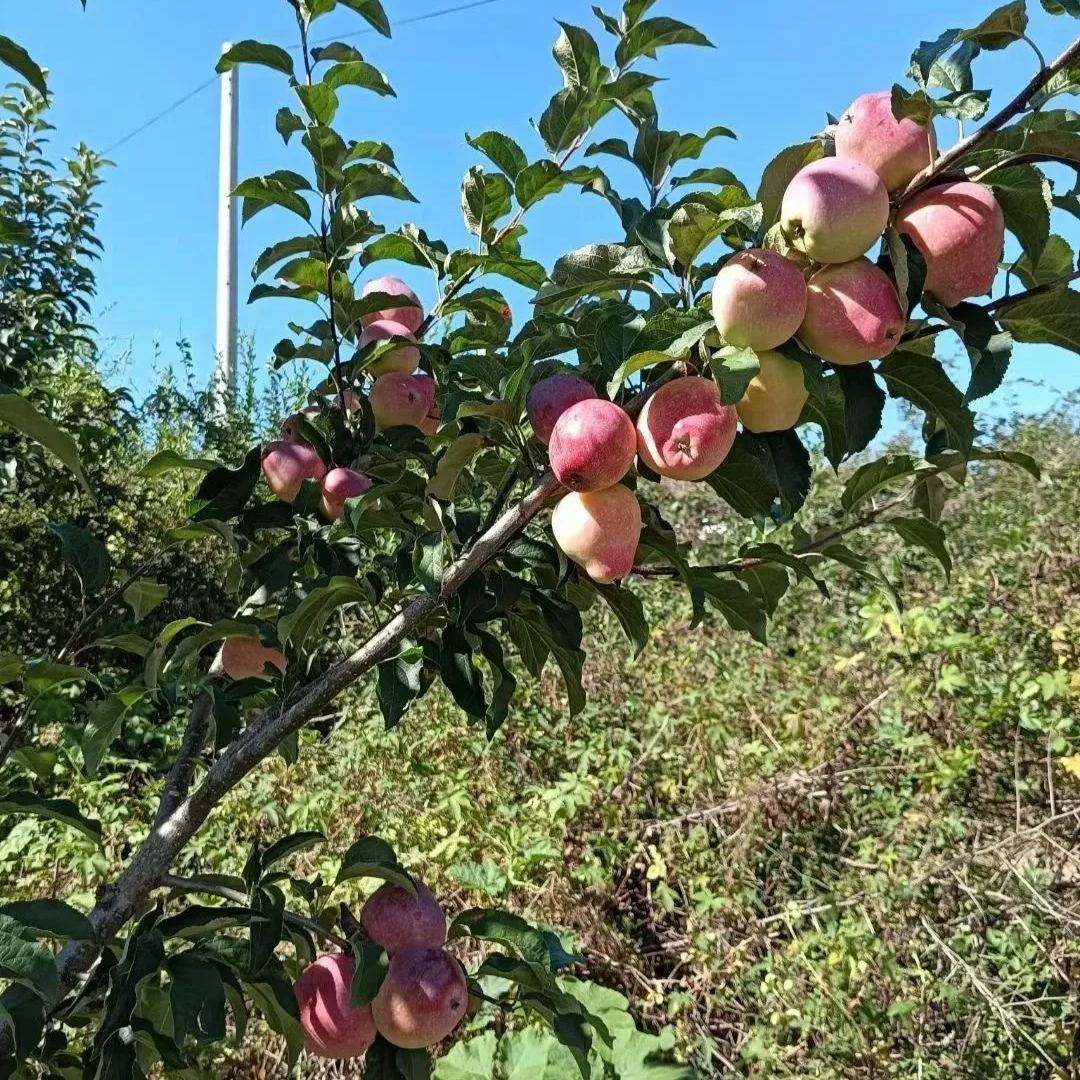 STAR APPLE SEEDS