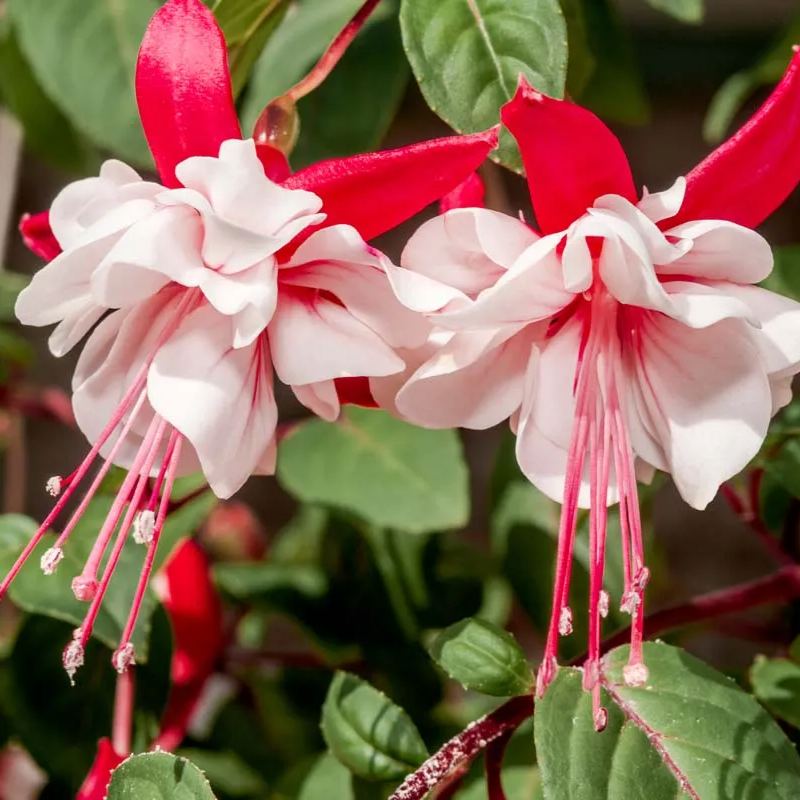 Fuchsia Flowers Seeds - Lantern Flower - Bonsai