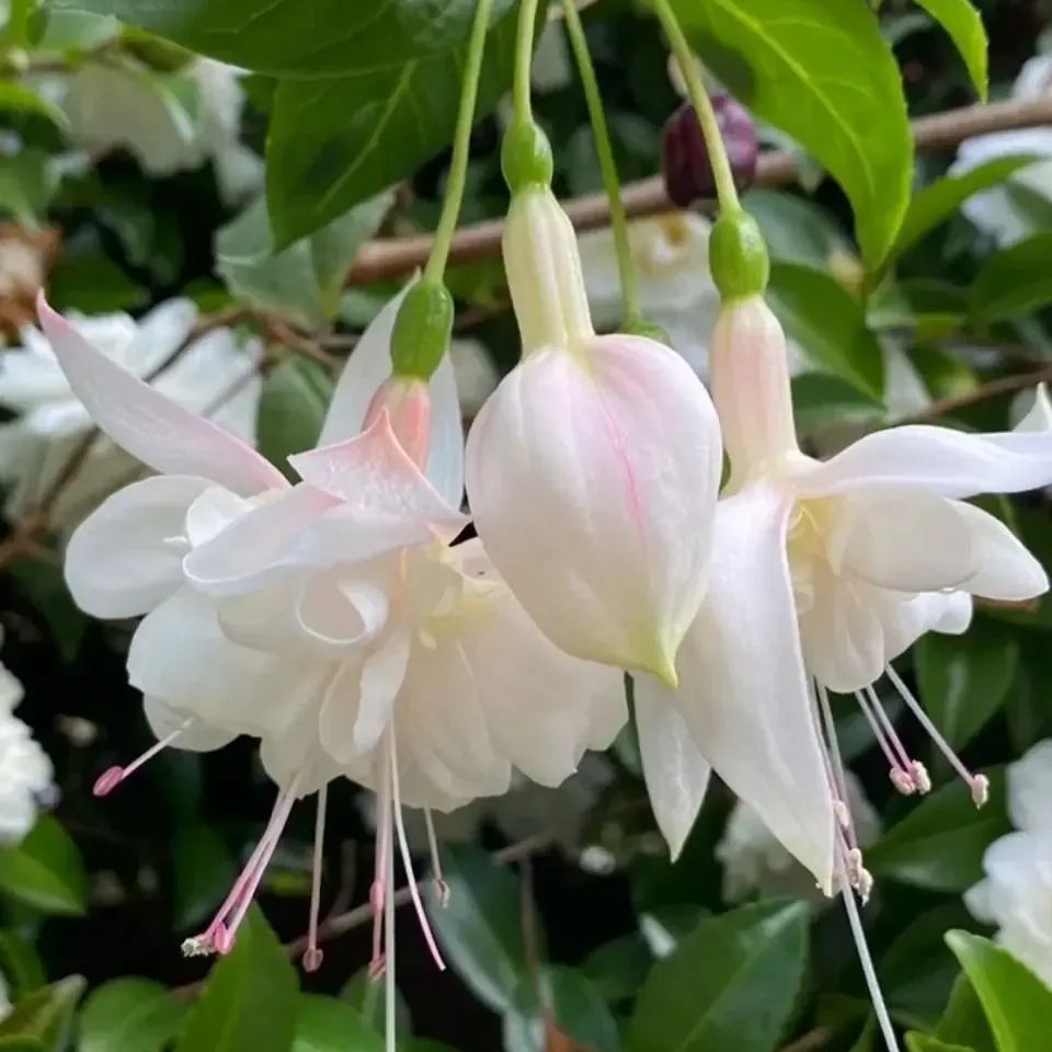 Fuchsia Flowers Seeds - Lantern Flower - Bonsai