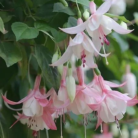 Fuchsia Flowers Seeds - Lantern Flower - Bonsai