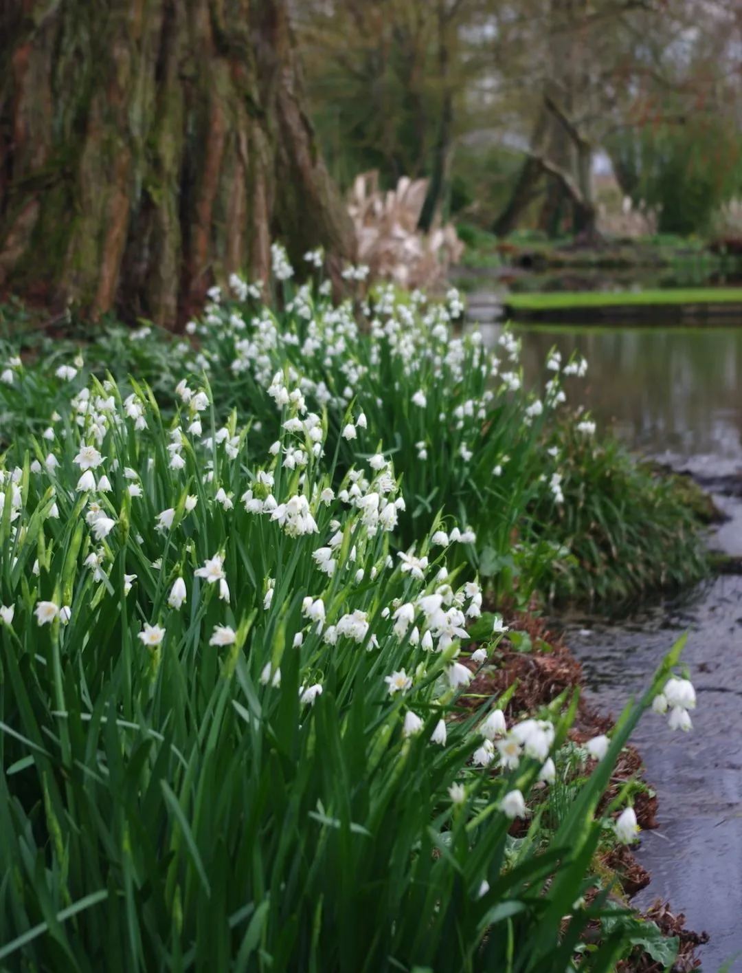 Snowdrop Haven🌼Pure Beauty, Fresh Starts