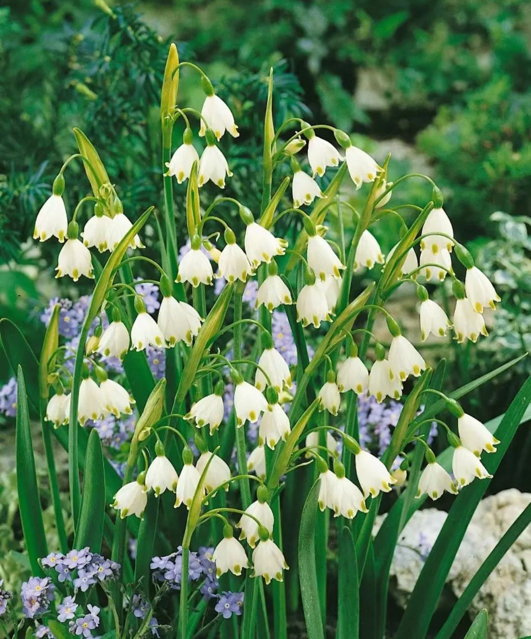 Snowdrop Haven🌼PureBeauty, Fresh Starts