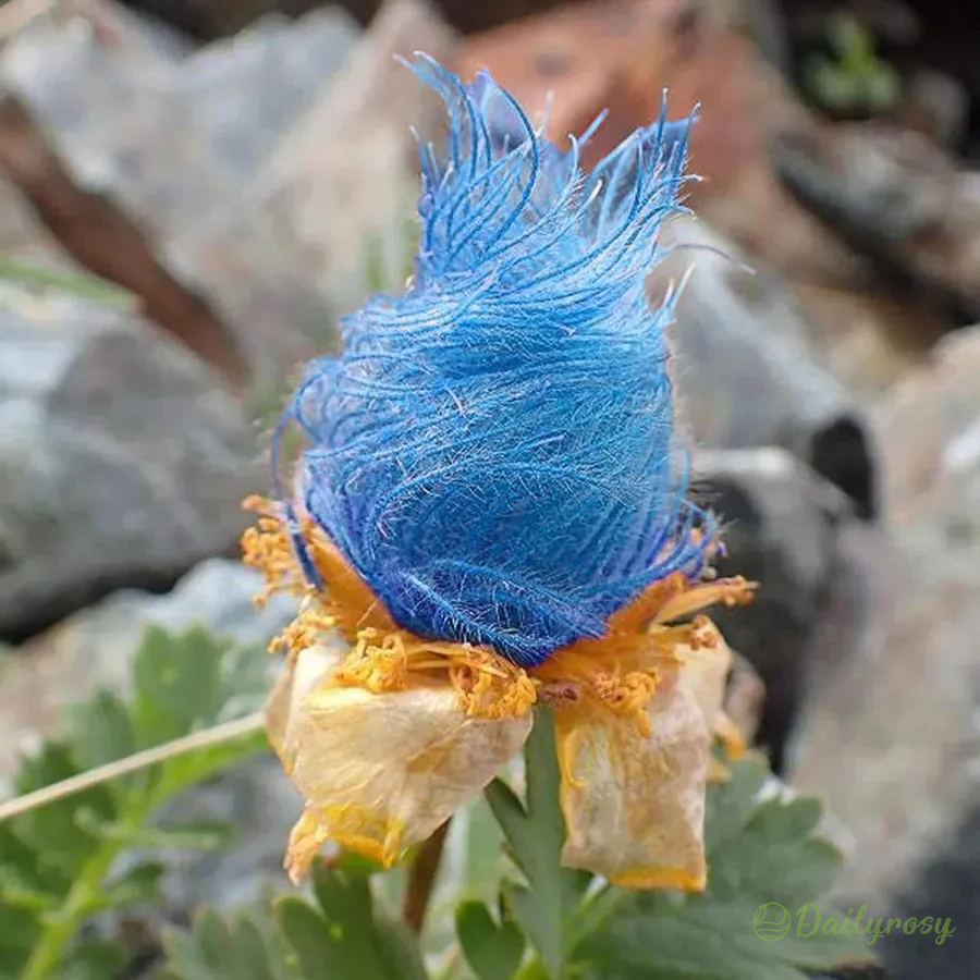 Prairie Smoke Flower Seeds 