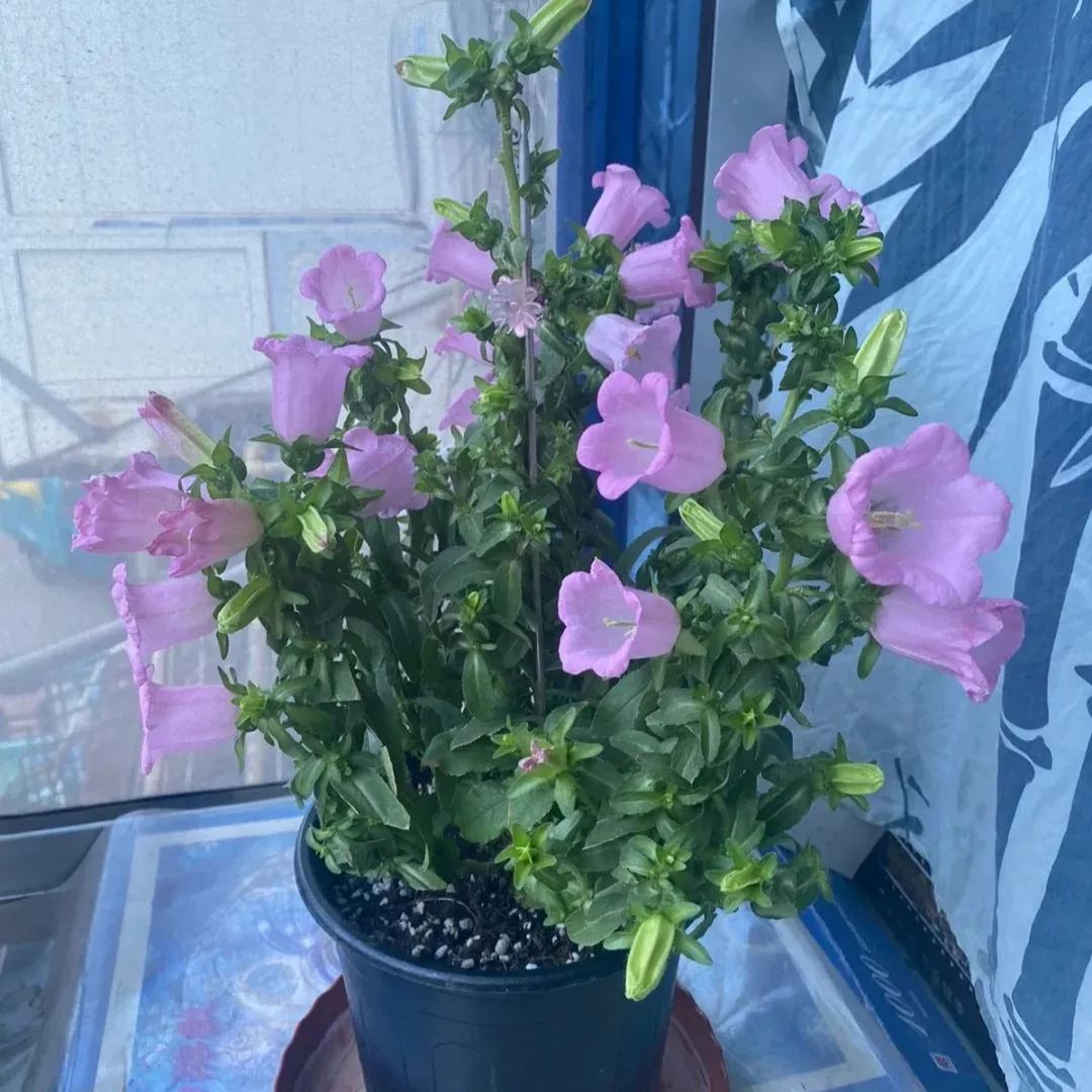Campanula Seeds, Potted Campanula Seeds, Flower Seeds