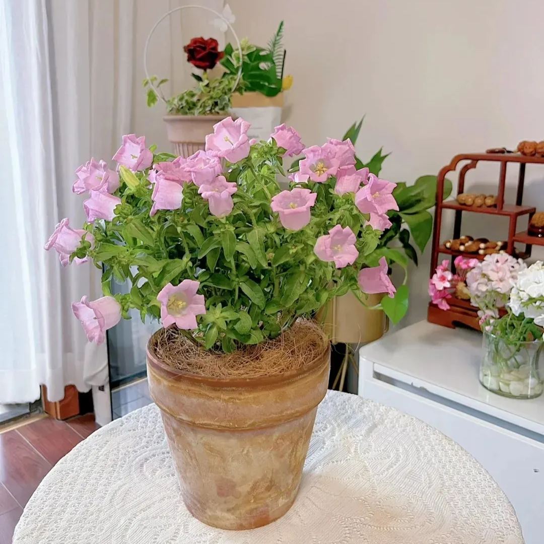 Campanula Seeds, Potted Campanula Seeds, Flower Seeds