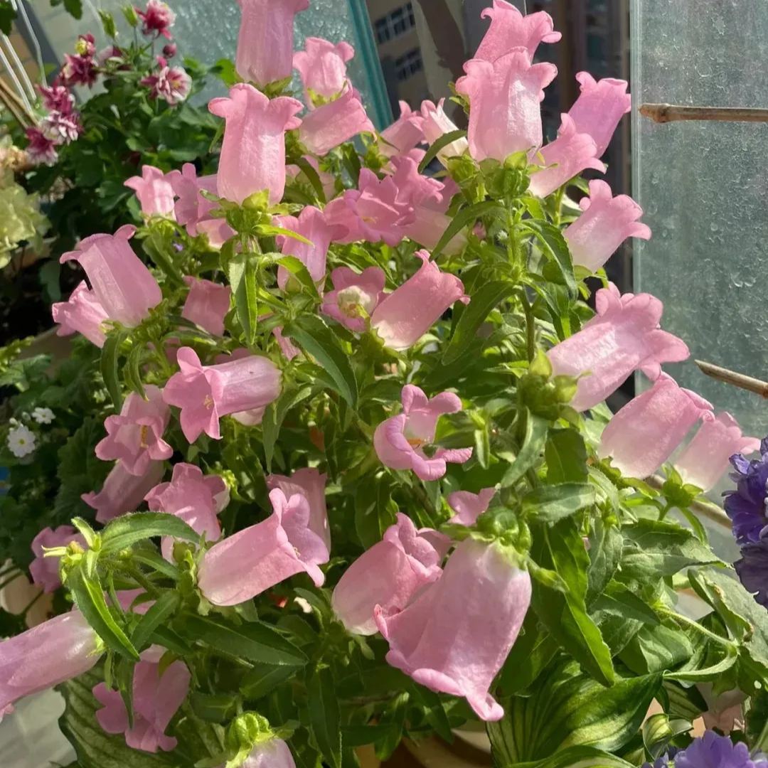 Campanula Seeds, Potted Campanula Seeds, Flower Seeds